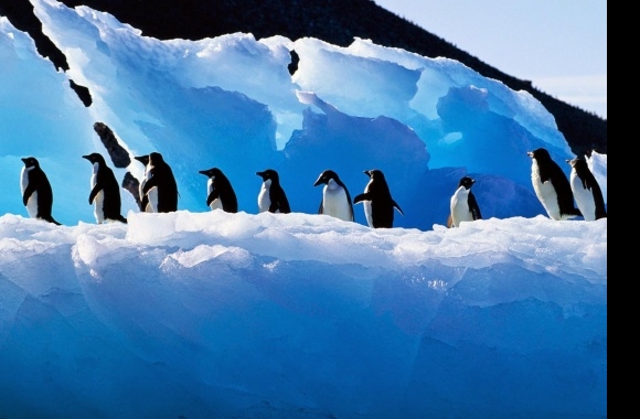 Adelie Penguin wallpapers high quality